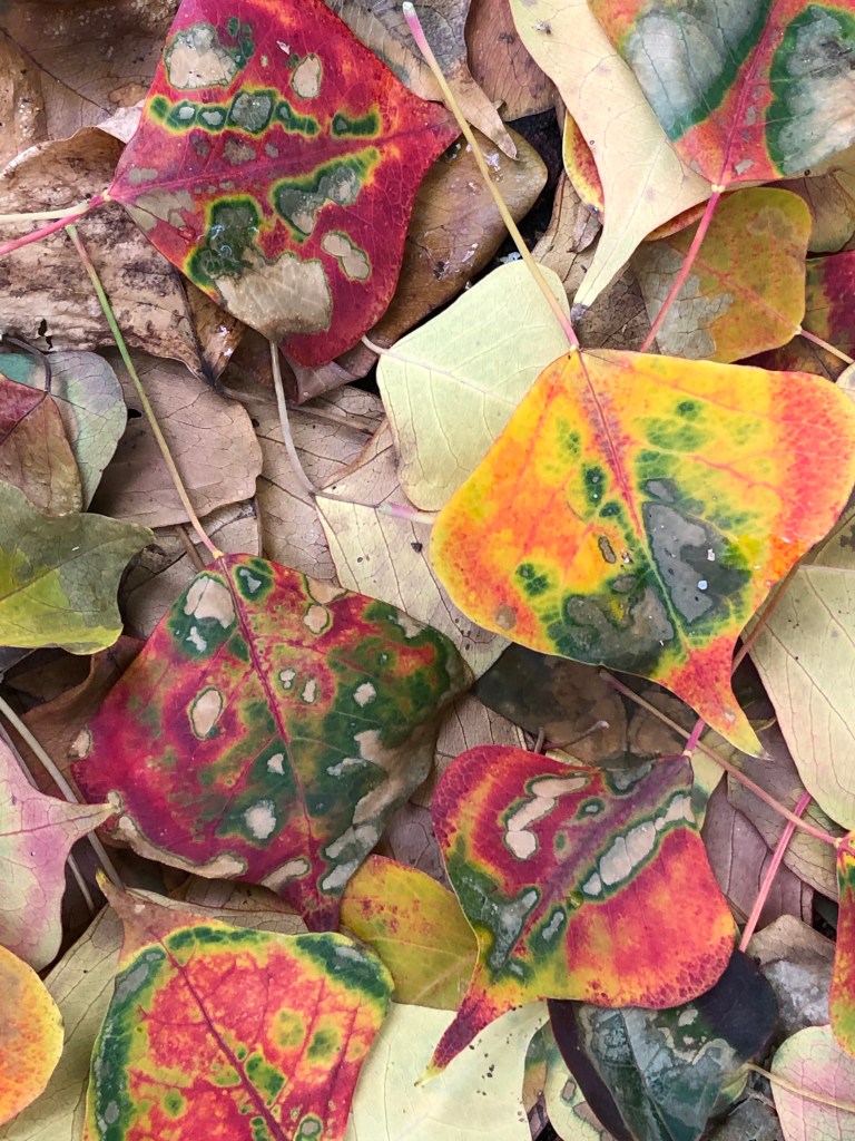 Fallen leaves - seriously no editing - they have fascinating colours and patterns 