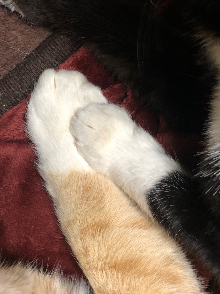 Big paw and little paw