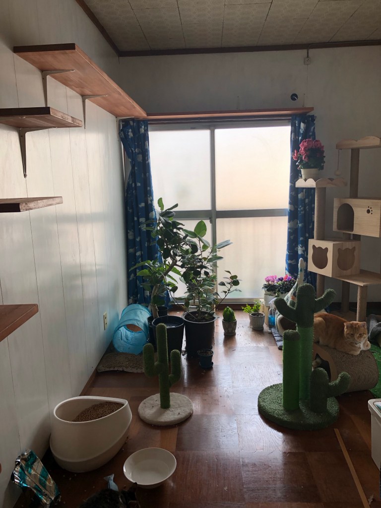 My cats’ play room - they love it!