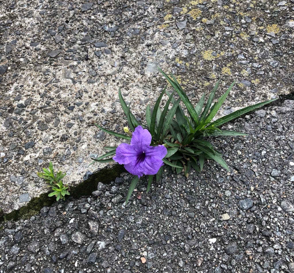 A sweet flower saying hello from a crack - I like finding beautiful things on the way to work