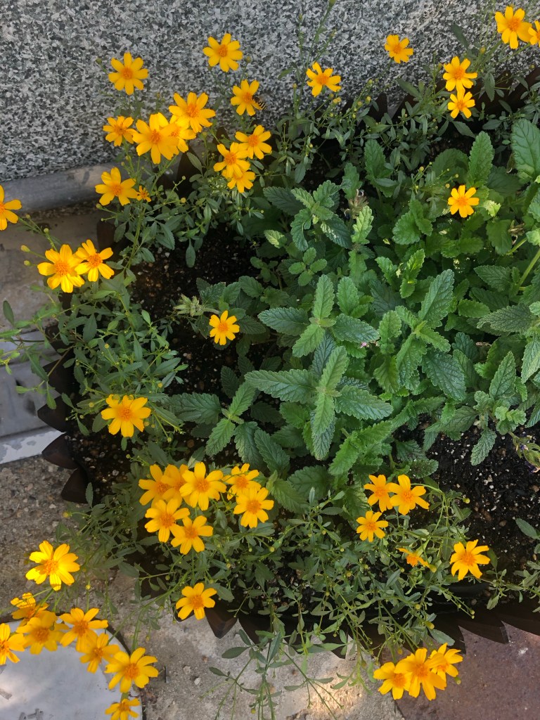 They are very pretty and they smell beautiful