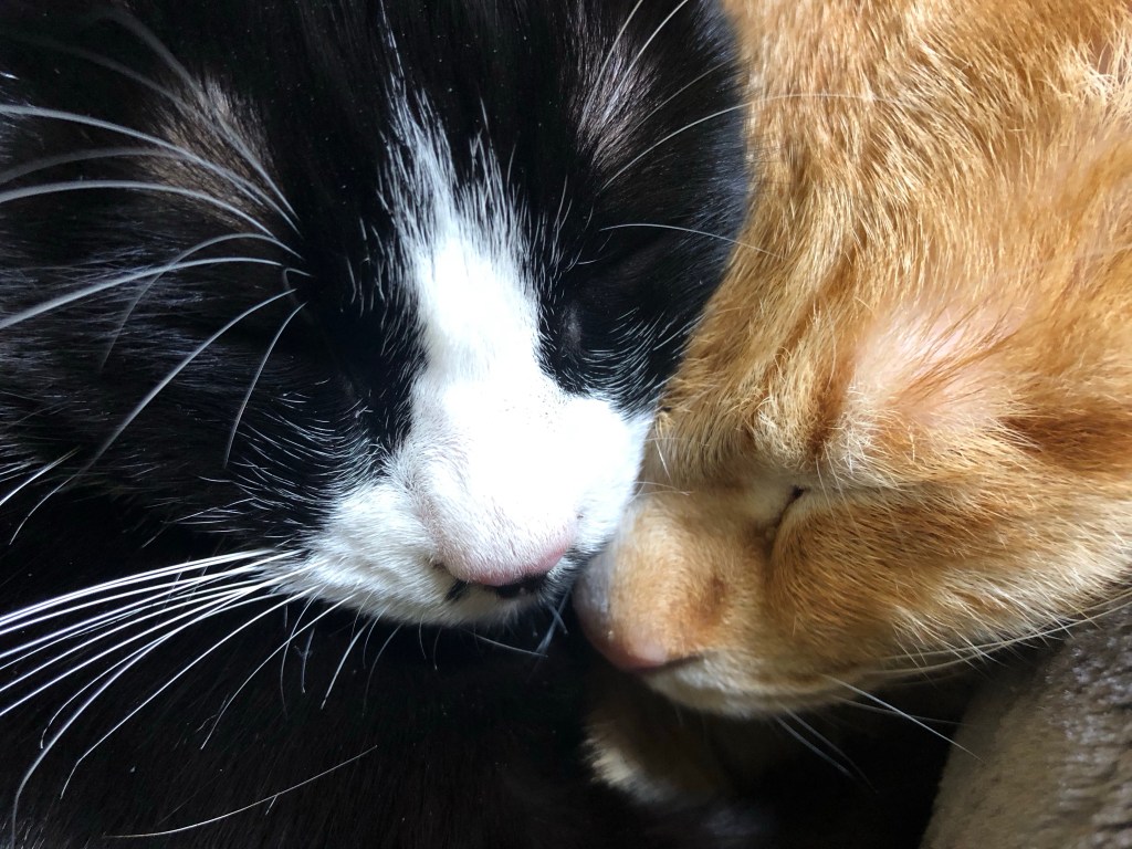 My cats - “Mii-chan” and “Kotaro”