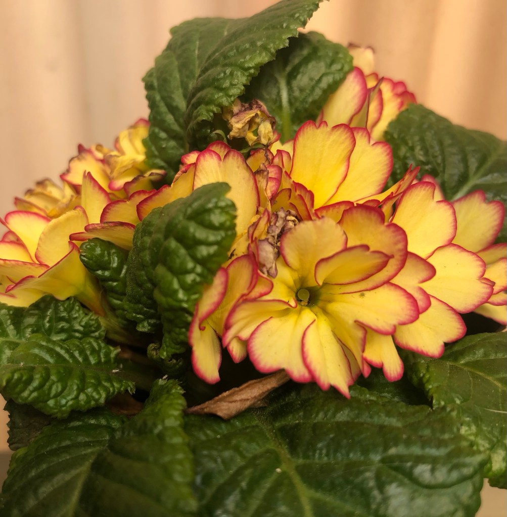 She has been blossoming for months! Very sweet