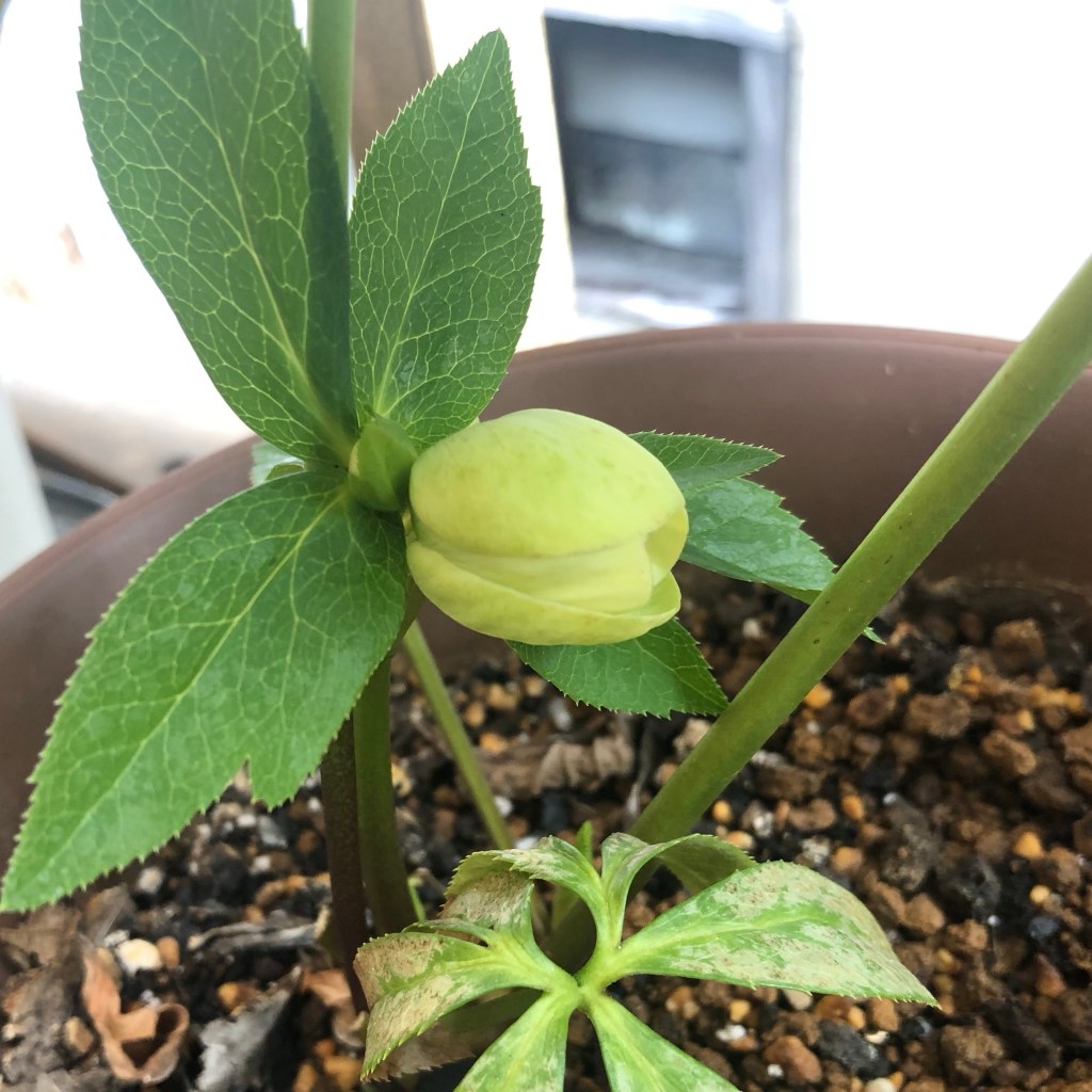 Christmas rose - I’ve been waiting for two years - she is going to blossom soon