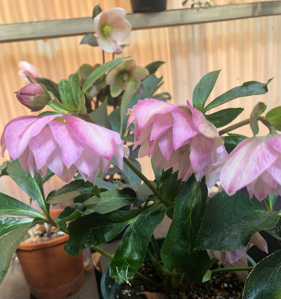 Christmas rose - pink ones are so pretty 