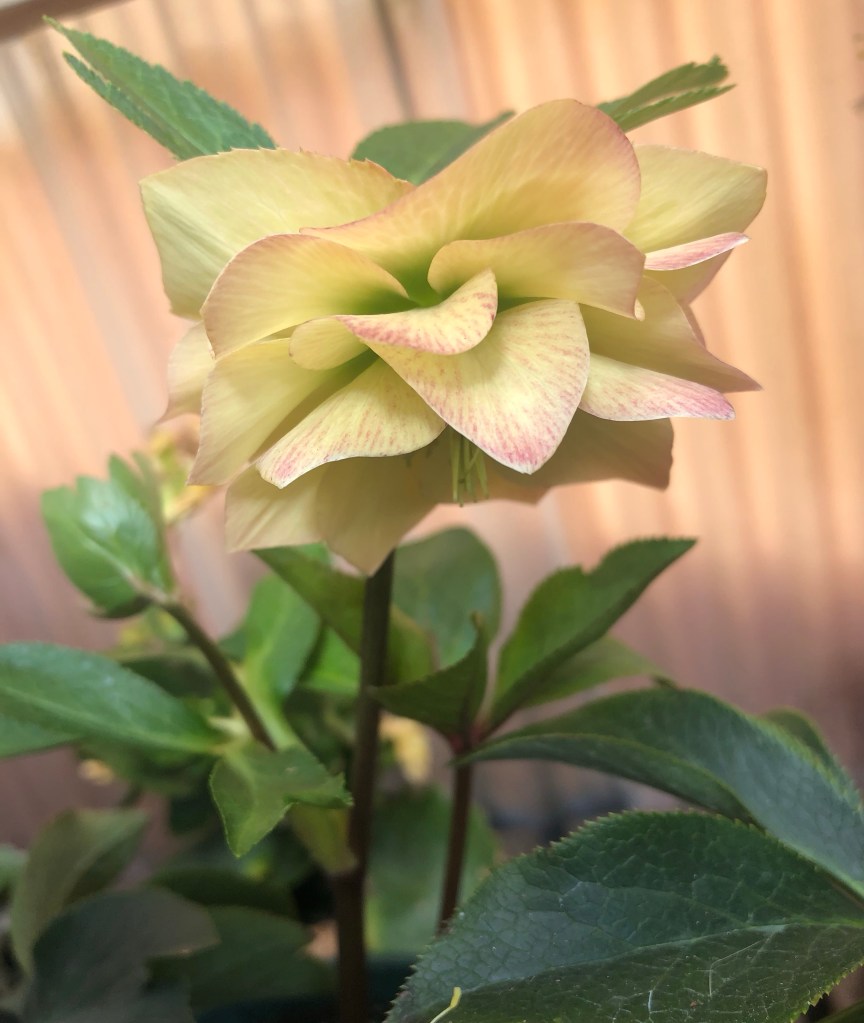 Yellow Christmas rose are sweet, too - thank you for blossoming 