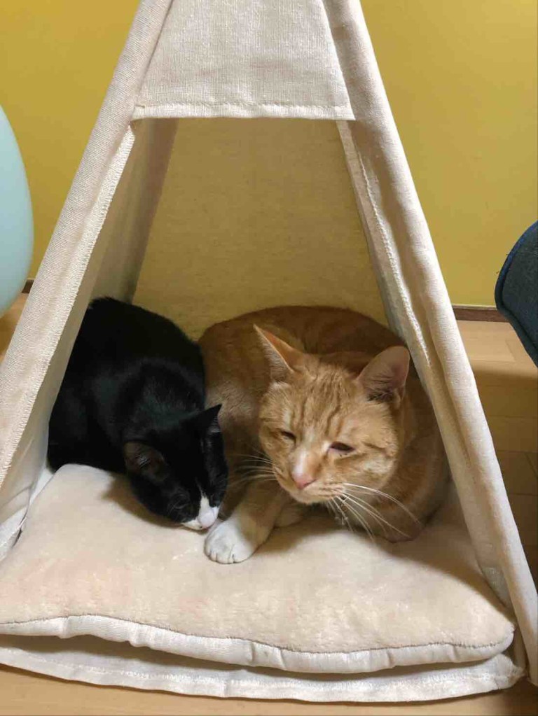 My cats are sleepy in their tent