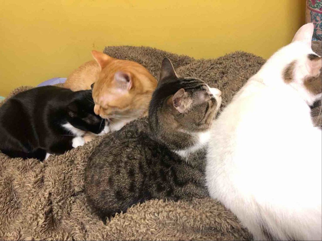 They look so comfortable 