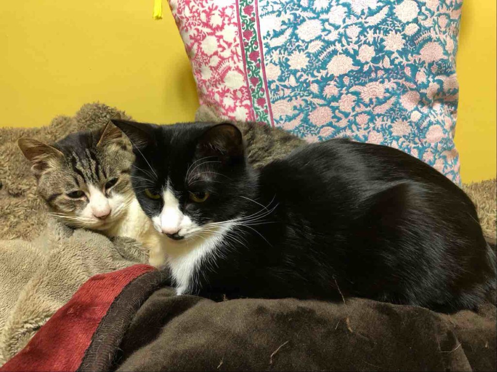 Cats give me good energy 