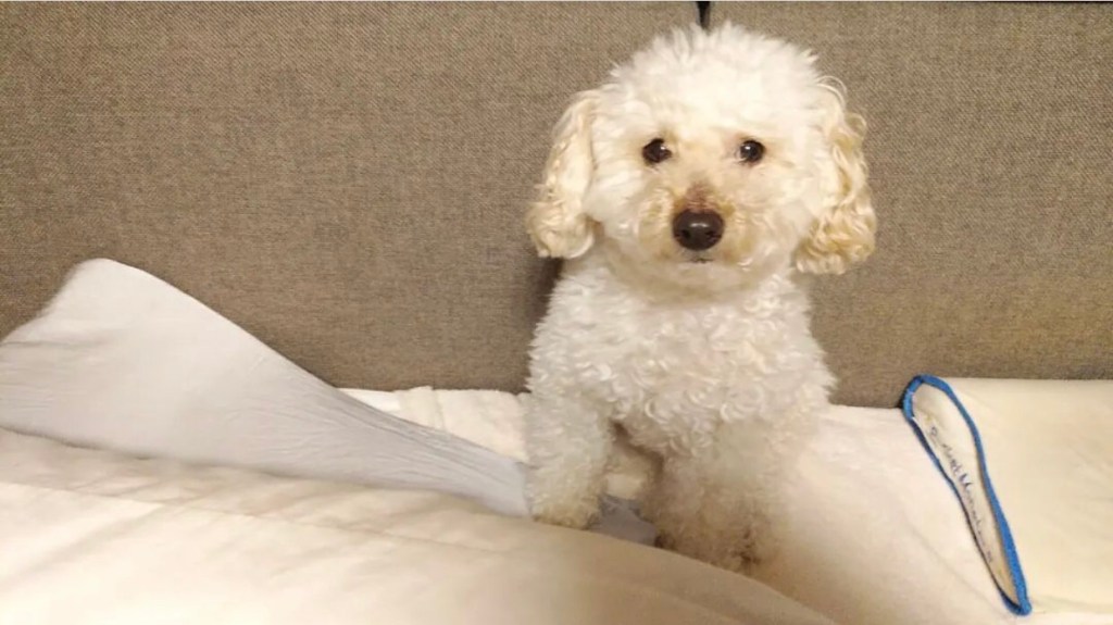 Dr. Yu’s sweet dog - Sora-chan - taken from his Instagram page