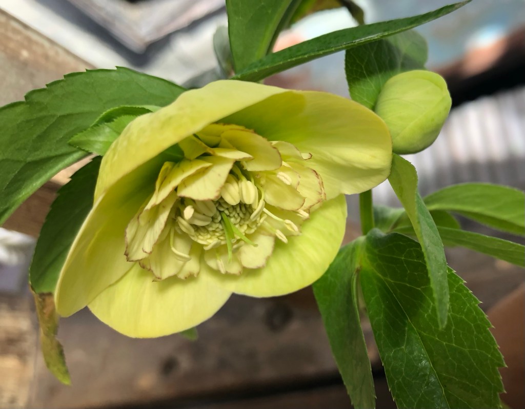 She is blossoming now! I’ve been waiting for this moment for two years