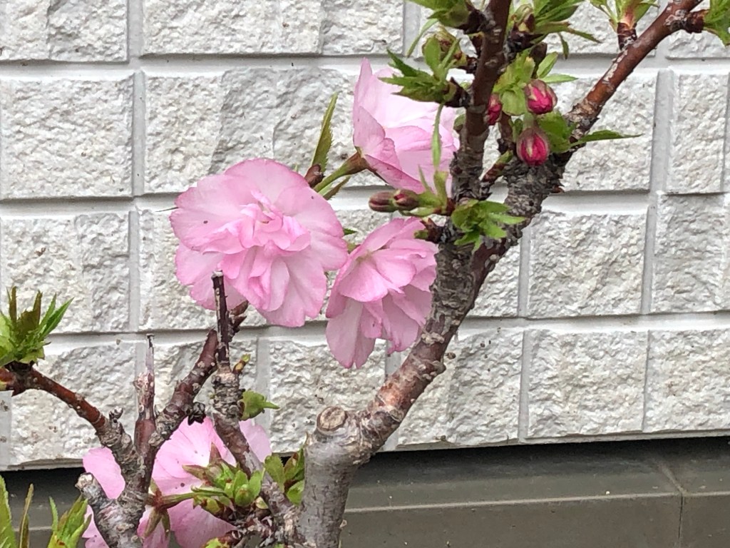 My neighbour’s petite Sakura